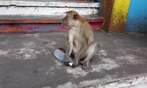 Monkey Steals A Woman's Water