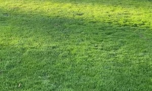 Whippet Zoomies at Seeing Her Friend