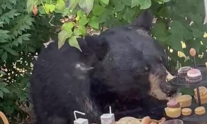 Bear Eats Buffet at a Birthday Party