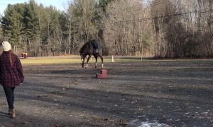 Feisty Horse Bucks Off Rider