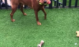 Dog Carries Three Tennis Balls in His Mouth