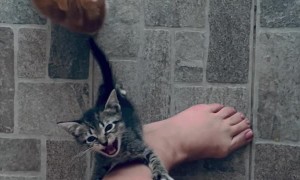 Kittens Demand Snuggles Right Meow