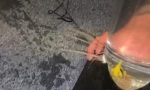 Aquarium Leak Spills Everywhere