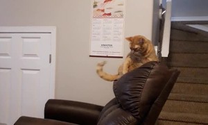 Tabby Cat Bats At Her Own Tail