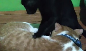 Kitty Massage