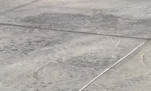 Pig trying to play with ball results in hilarious epic fail