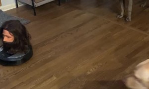 Vacuum with a Head Spooks the Dogs