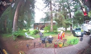 Curious Bear Opens Car Door