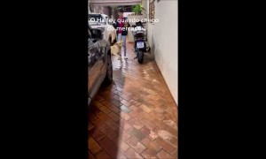Dog Helps Bring in Groceries