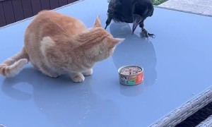 Crow Steals Kitty's Meal