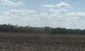 Little Tornado Whips Through Cornstalks