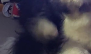 Barney The Wonder Dog Has an Itch