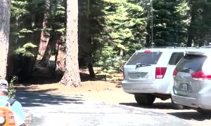 A Bear Explores A New Place