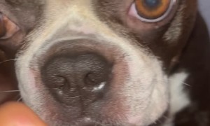 Pup Tires of Being Pointed At