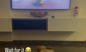 Puppy adorably watches doggy on TV