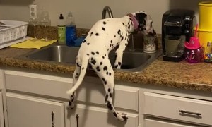 Snoopy Dalmatian Stands in Kitchen Sink