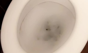 Spider Survives Toilet Flush
