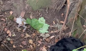 Man and Dogs Save Paralyzed Baby Squirrel