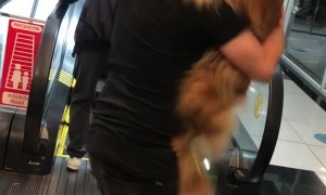 Golden Retriever Gets Carried Up Escalator