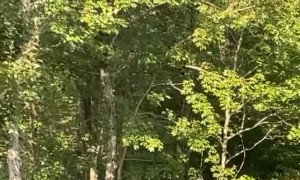 Bear has a Ball in the Water