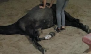 Gassy Horse Gets a Massage