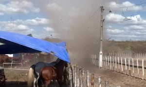 Twister Spooks Horses