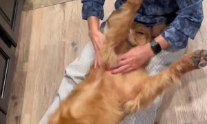 Golden Retriever Enjoys Relaxing Massage
