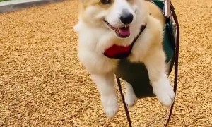Corgi Takes a Ride on a Swing