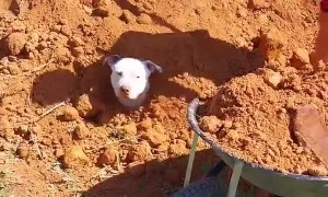 Pitbull Gets Buried in Dirt
