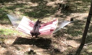 Bear Cub Tries Out a Hammock