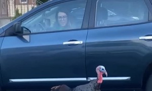 Turkey Terrorizes Traffic