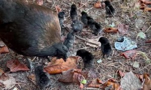 Too Many Clucks in the Chicken