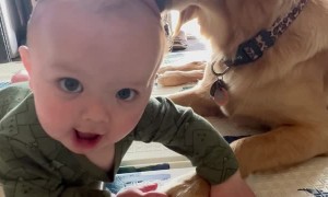 Golden Retriever Gives Baby a Bath