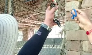 Rescuing a Golden Back Woodpecker From a Fishing Net