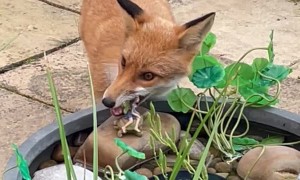 Fox Decides Fairy Statue is Hers