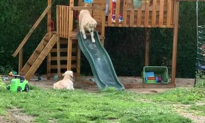 Golden Retrievers Apprehensive About Slide