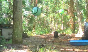 Black Bear Cub is Determined to Get the Ball