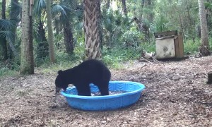 Mama Bear and Cub Play in Pool