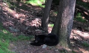 Mama Bear Naps While Cubs Play in Tree