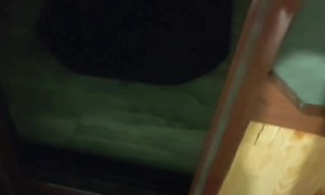 Followed Home by a Stray Kitten