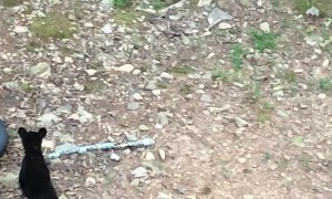 Cute Cub Chases Deer