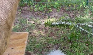 When You Goat To Have A Drink