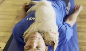 Golden Puppy Out Cold at PuppyYoga