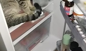Cat Won't Get Out of Fridge