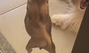 Min Pin Scratching Glass Looks Like it's Dancing
