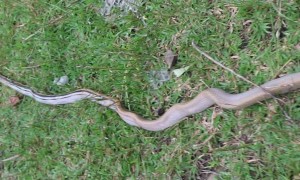 Huge Cobra Relocated Away From Homes