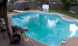 Little Dog Gets Pushed Into Pool