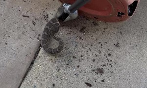 Finding a Rattle Snake Hidden in a Flower Pot