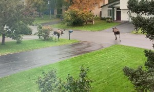 Moose Chase in the Cul-de-Sac