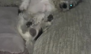 Dog Wants to Be Apart of Sleep Over